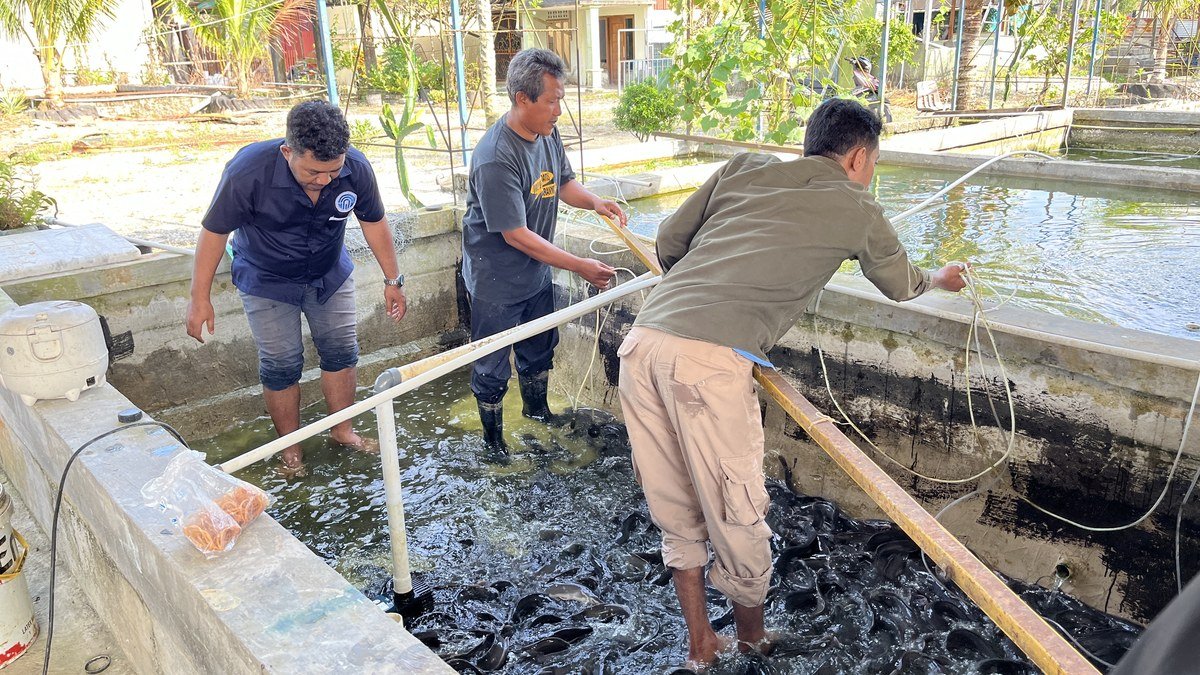 Proses penjaringan lele padat tebar di kolam budidaya SP3 Mimika